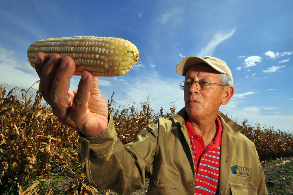 Farmer looking at corn