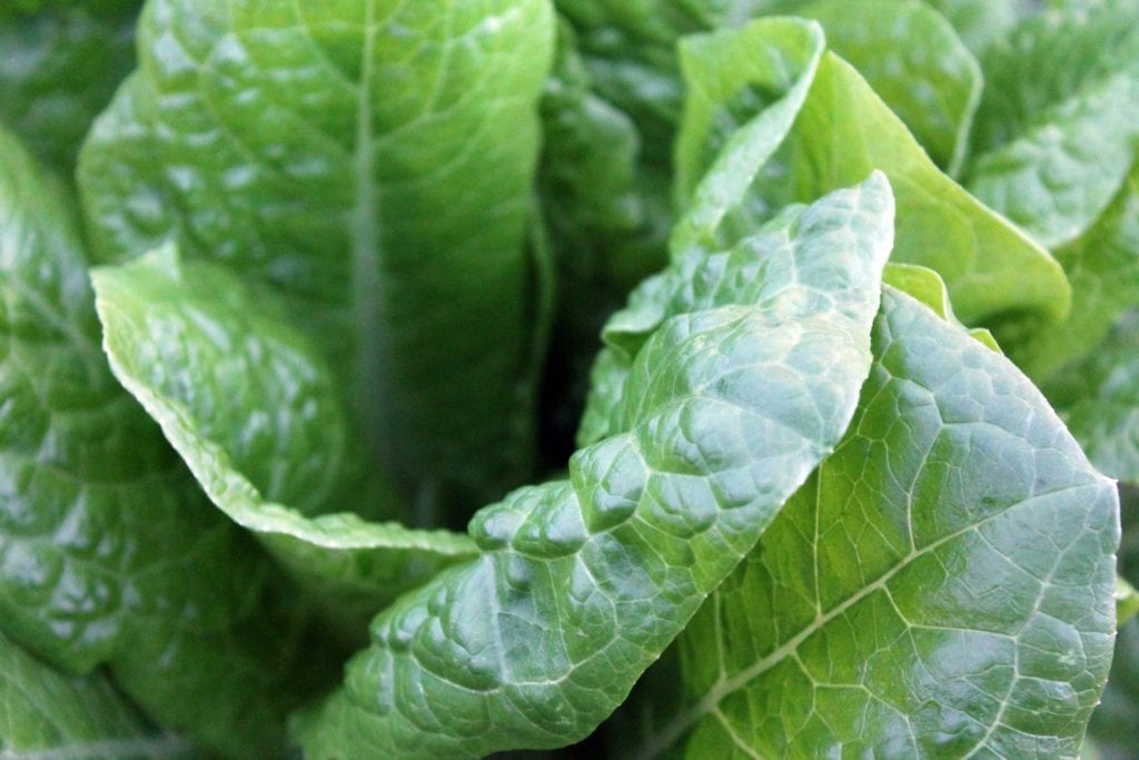 green spinach leaves in a bundle