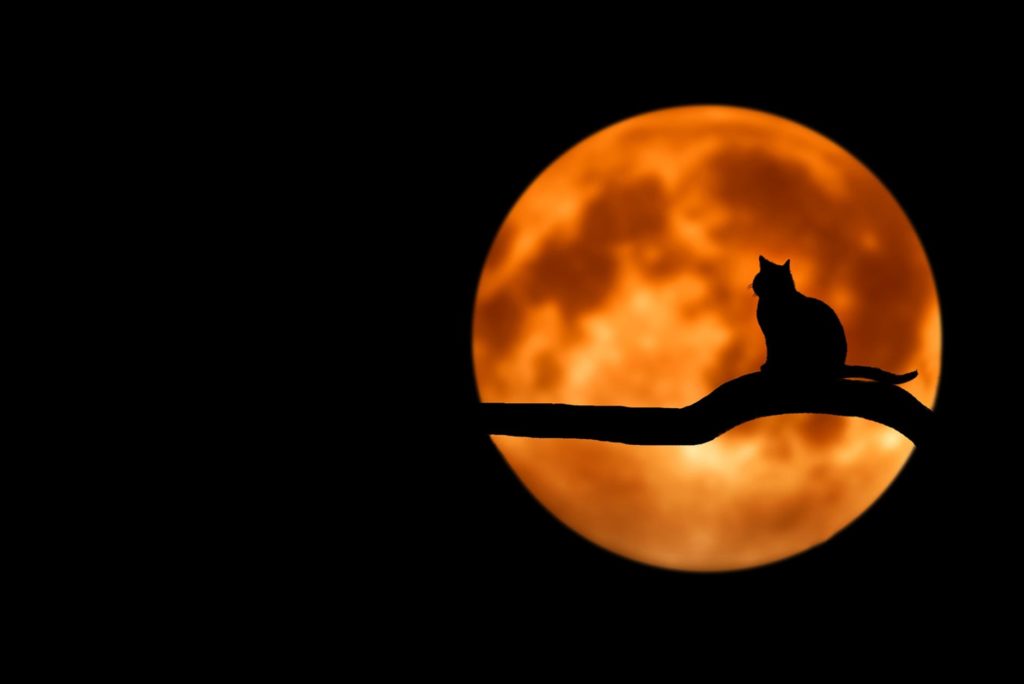 black cat silhouette sitting on a branch with a orange moon