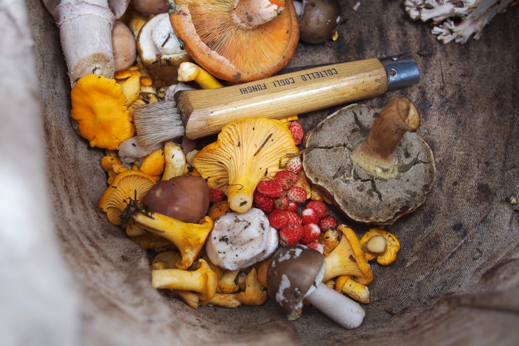 different mushrooms in a bowl, adaptogens