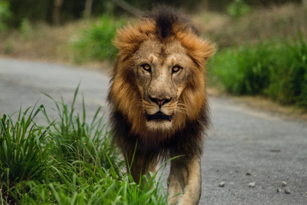 a lion walking along the road